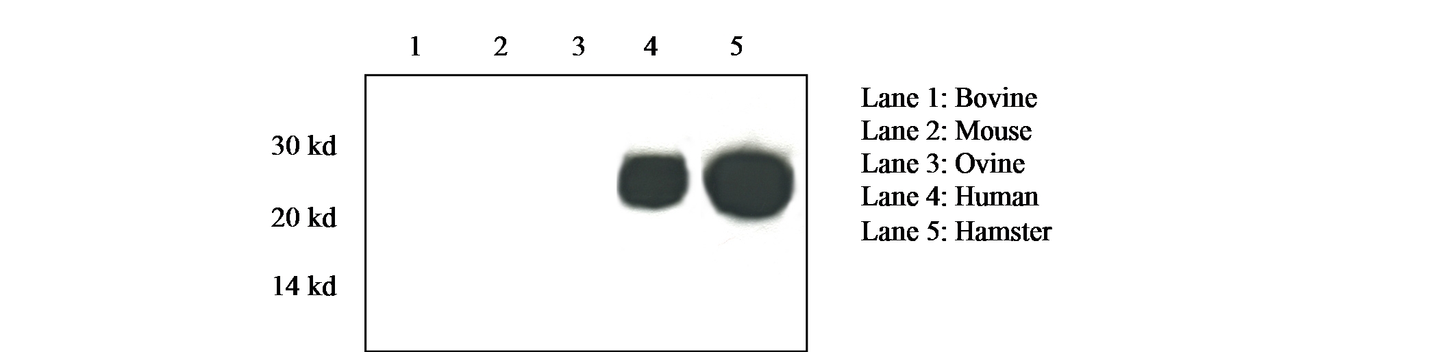 Prion Protein Monoclonal Antibody - Pri 308